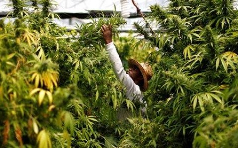[Bancada evangélica pode travar proposta de plantio da Cannabis]