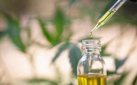 Cannabis: Dicol delibera sobre plantio e registro