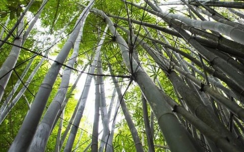 Bambu elétrico: cientistas brasileiros transformam planta em substituta para fios e canos