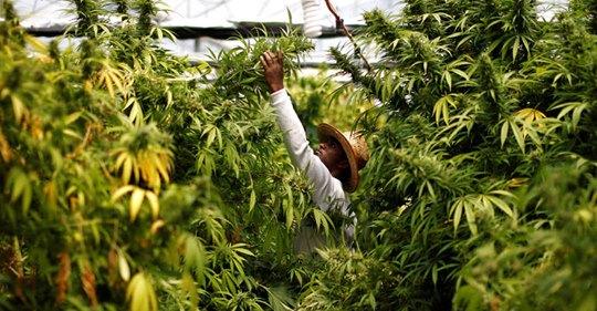 [Bancada evangélica pode travar proposta de plantio da Cannabis]