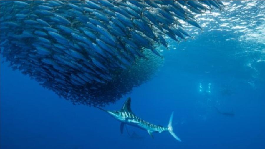 Aumento das temperaturas tem acelerado redução do oxigênio nos oceanos.