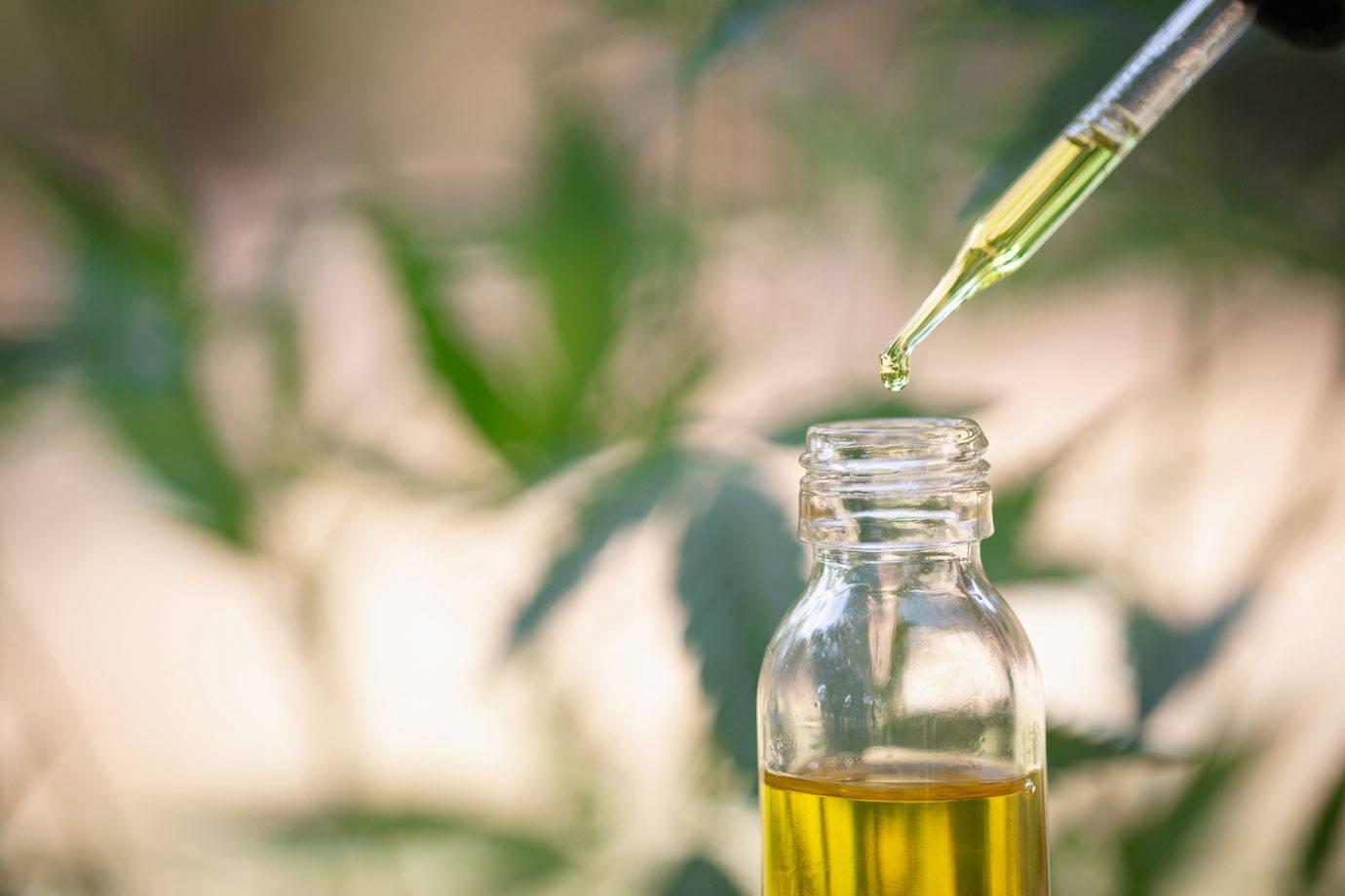 Cannabis: Dicol delibera sobre plantio e registro