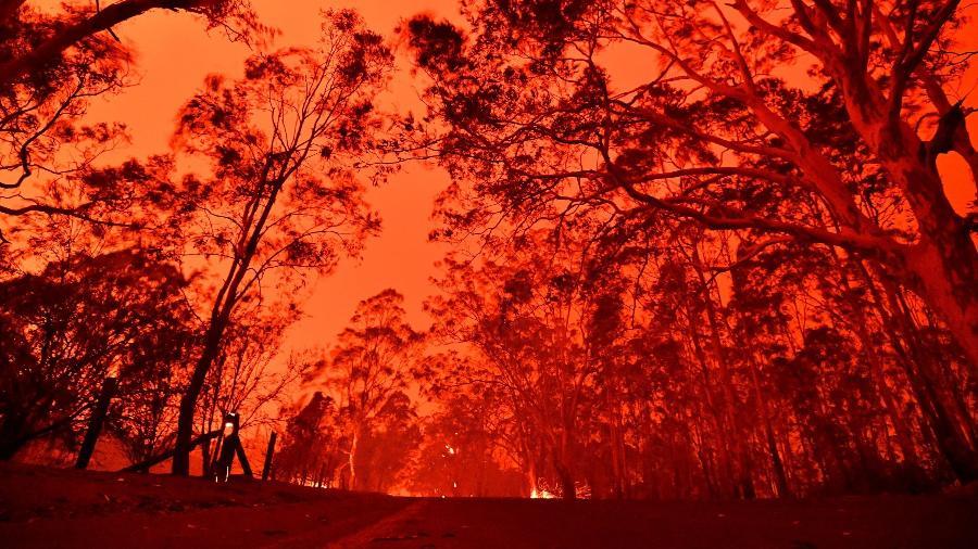 Incêndios na Austrália mataram ao menos meio bilhão de animais, diz estudo.