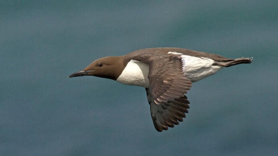 Onda de calor vinculada às mudanças climáticas provocou morte em massa de aves marinhas.