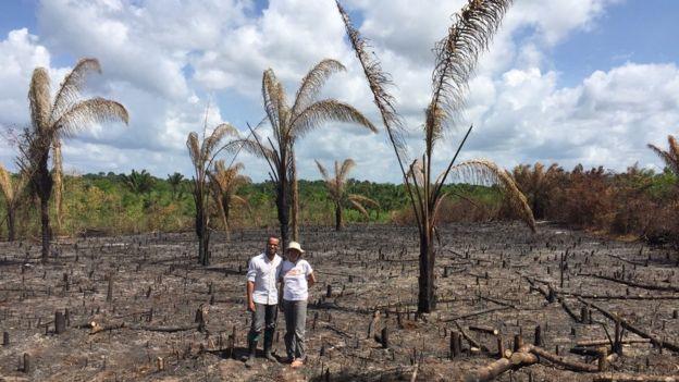 Crescimento de novas florestas em áreas desmatadas na Amazônia demora muito mais do que se imaginava, mostra estudo Crescimento de novas florestas em áreas desmatadas na Amazônia demora muito mais do que se imaginava, mostra estudo