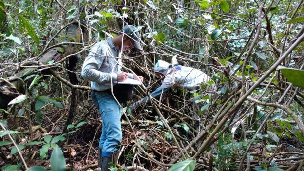 Crescimento de novas florestas em áreas desmatadas na Amazônia demora muito mais do que se imaginava, mostra estudo Crescimento de novas florestas em áreas desmatadas na Amazônia demora muito mais do que se imaginava, mostra estudo