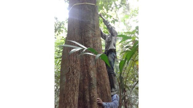 Crescimento de novas florestas em áreas desmatadas na Amazônia demora muito mais do que se imaginava, mostra estudo Crescimento de novas florestas em áreas desmatadas na Amazônia demora muito mais do que se imaginava, mostra estudo