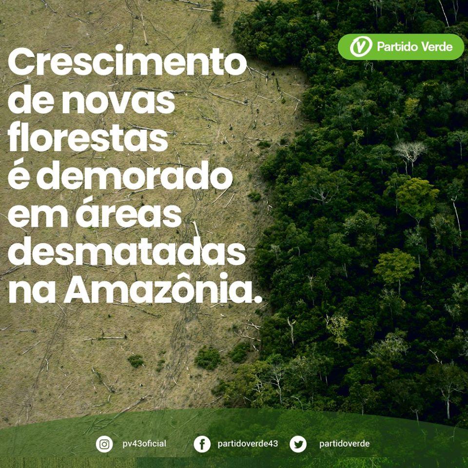 Crescimento de novas florestas em áreas desmatadas na Amazônia demora muito mais do que se imaginava, mostra estudo