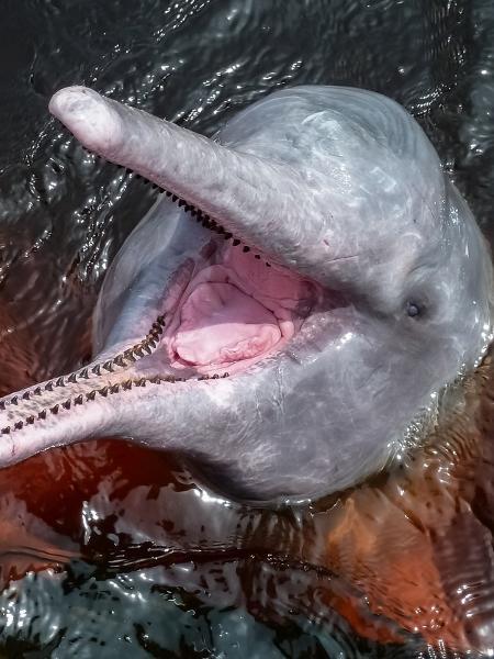 Fim de moratória de pesca ameaça boto-rosa da Amazônia, diz bióloga.